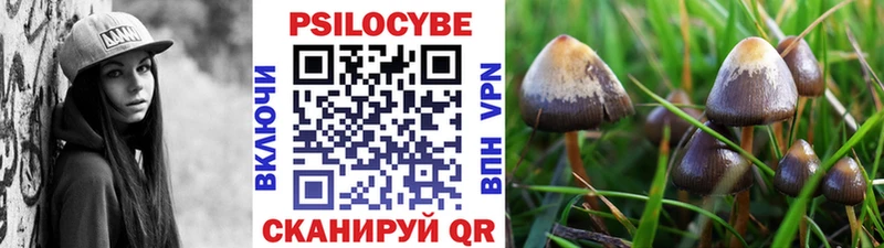 kraken   Алексеевка  Галлюциногенные грибы Psilocybine cubensis 